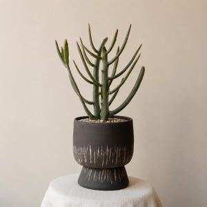 Può includere: Una pianta di cactus matita verde con molteplici steli eretti piantata in un vaso di ceramica grigio antracite scuro. Il vaso presenta una base a piedistallo distinta e un motivo testurizzato di pennellate verticali bianche sulla parte inferiore.