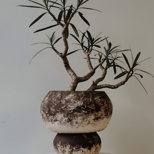 Può includere: Una piccola pianta con foglie sottili verde scuro e un fusto legnoso ramificato, piantata in un vaso di ceramica rotondo a due livelli. Il vaso presenta una finitura testurizzata e maculata con toni marrone scuro e bianco sporco.