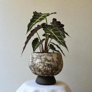 Op de afbeelding: Een Alocasia-plant met donkergroene, pijlvormige bladeren met opvallende witte nerven, geplant in een ronde, textuurrijke keramische pot. De pot heeft een gevlekte bruine en crèmekleurige afwerking en staat op een donkerbruine voet.