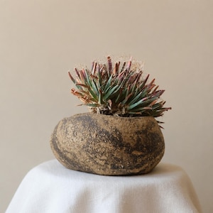 Può includere: Una piccola pianta succulenta spinosa con foglie verdi e marrone rossastro è collocata all'interno di un vaso in ceramica arrotondato e testurizzato. Il vaso presenta una finitura screziata marrone terra e grigio scuro con aspetto ruvido.
