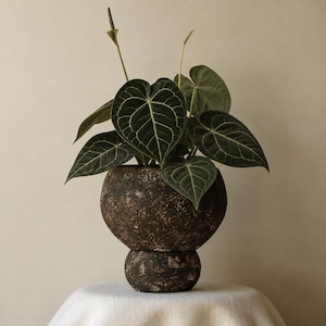 Könnte beinhalten: Eine dunkelgrüne Anthurium-Pflanze mit markanten weißen Blattadern und herzförmigen Blättern, eingetopft in einen runden, texturierten, dunkelbraunen Steintopf mit Sockel. Die Pflanze hat zwei schlanke, aufrechte Stängel mit Blütenkolben.