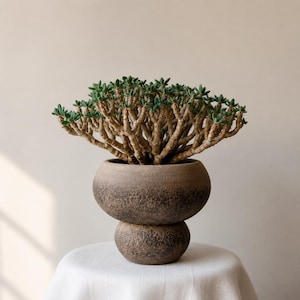 Peut inclure: Une plante succulente aux nombreuses tiges ramifiées et petites feuilles vertes, plantée dans un récipient en céramique brun foncé, texturé et rond, doté d'un large bol supérieur et d'une base arrondie plus petite à deux niveaux.