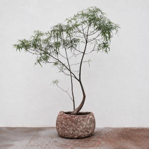 Op de afbeelding: Een slanke, vertakte plant met dunne, naaldachtige groene bladeren die uit een dikke, gebogen basis groeien. De plant staat in een ronde, getextureerde, roodbruine keramische pot met een verweerde, gevlekte afwerking.