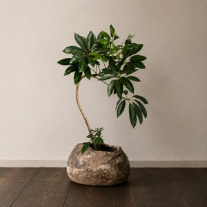 Könnte beinhalten: Eine Schefflera-Pflanze mit glänzenden, dunkelgrünen, handförmig gefiederten Blättern, die an einem einzelnen, schlanken, gebogenen hellbraunen Stamm wachsen. Die Pflanze steht in einem niedrigen, breiten, strukturierten Topf in Steinoptik.