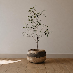 Puede incluir: Una pequeña planta verde de hojas finas y ramas delgadas que crece en una maceta redonda y texturizada. La maceta presenta una banda horizontal ancha de color gris oscuro que contrasta con un acabado superficial beige, rugoso e irregular.