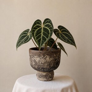Textured Grey Stoneware Planter | Handmade Ceramic Plant Pot with Drainage Hole & Tray
