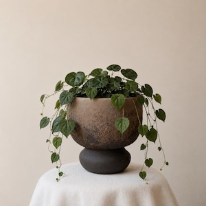 Peut inclure: Une plante verte retombante aux feuilles en forme de cœur dans un pot rond texturé à deux tons. La partie supérieure du pot présente une finition brune rugueuse et tachetée, tandis que la base est un piédestal lisse de couleur gris anthracite.