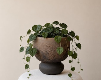 Puede incluir: Una planta verde colgante con hojas en forma de corazón en una maceta redonda y texturizada de dos tonos. La parte superior de la maceta tiene un acabado marrón rugoso y moteado, mientras que la base es un pedestal liso de color gris oscuro.