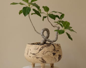 May include: A small ficus bonsai tree with a distinctively curved, knotted trunk and vibrant green leaves, planted in a round, cream-colored ceramic pot with a textured, dark brown marbled pattern and three short, sturdy legs.
