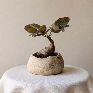 Maceta artesanal para suculentas / Maceta de gres para cactus / Maceta de cerámica orgánica para bonsáis