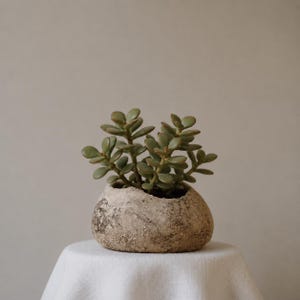 Könnte beinhalten: Eine kleine Jade-Pflanze mit runden, fleischigen, salbeigrünen Blättern in einem strukturierten, beigen, steinartigen Pflanzgefäß. Der Topf hat eine raue, unebene Oberfläche mit dunkelbraunen Sprenkeln und eine breite, abgerundete Form.