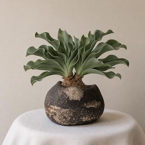 Puede incluir: Una planta en maceta con hojas onduladas de color verde salvia que emergen de una base gruesa y texturizada. La planta está alojada en un recipiente de cerámica oscuro, redondeado y hecho a mano con una textura de superficie rugosa, moteada e irregular en tonos negros y bronceados.