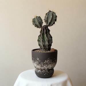 Può includere: Un cactus verde scuro a più lobi con spine acuminate piantato in un vaso di ceramica nero opaco. Il vaso presenta una smaltatura bianca testurizzata e maculata nella sezione centrale e poggia su una base arrotondata riempita di piccoli ciottoli marroni.