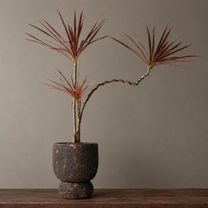 Può includere: Una pianta di Dracaena marginata con foglie verdi sottili dalle punte rossastre che crescono da tre steli legnosi e sottili. La pianta è in un vaso di ceramica scuro, testurizzato e cilindrico con una base arrotondata.