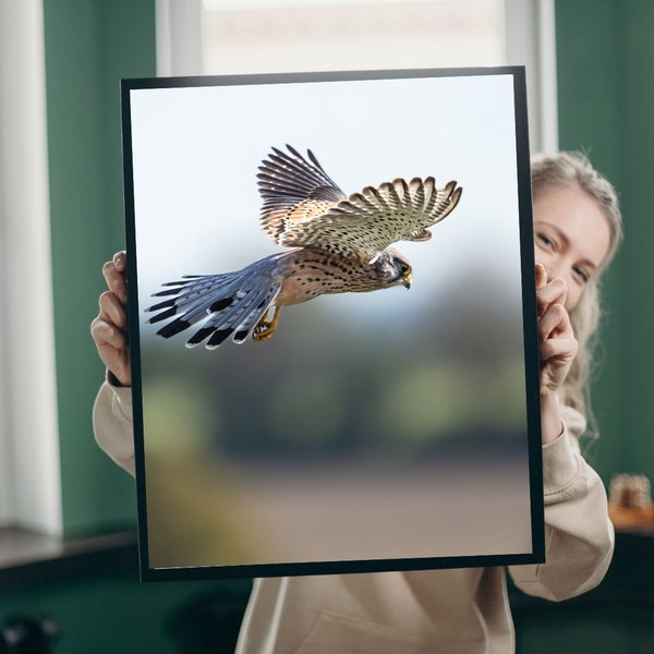 Animal photography in the great outdoors, picture of a kestrel in flight, digital download, gift for home and apartment, finart poster