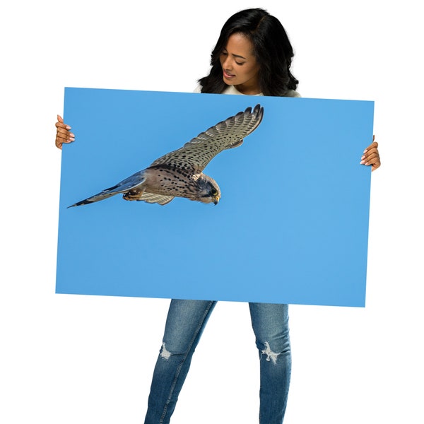 Nature photo with a kestrel, digital download, poster for office and home, very nice gift for animal lovers