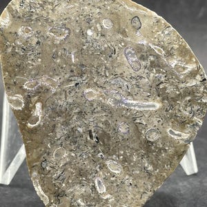 Fósil de coral tabulado de Aulopora: espécimen con cara pulida