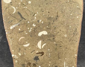 Polished Devonian Fossil Packstone Slab With Crinoids, Corals, and More