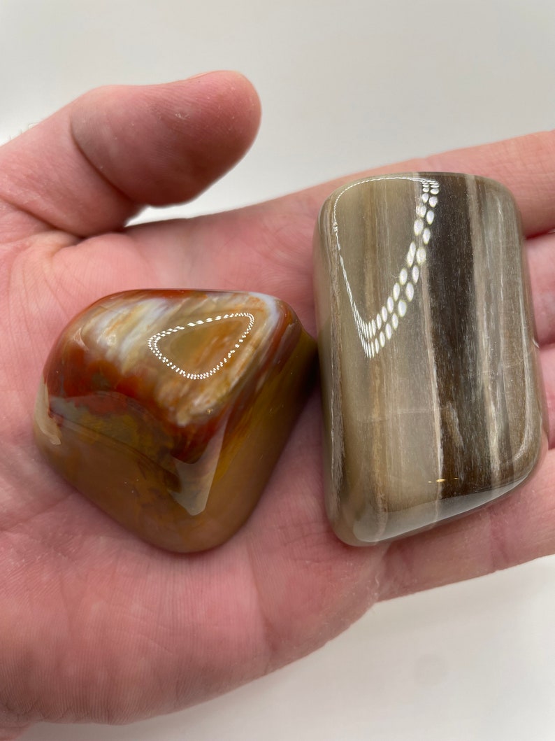 Two Petrified Wood Stones Tumbled and Polished Arizona Rainbow and Utah ...