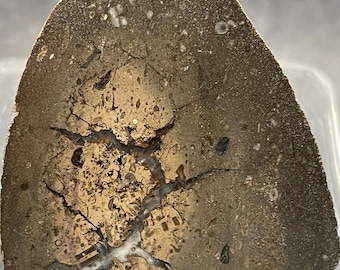 Septarian Nodule With Fossils: Face Polished Specimen, From Lake Erie