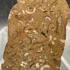 Devonian Fossil Packstone: Face Polished Specimen With Crinoids, Corals, and More