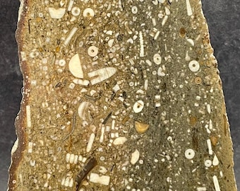 Devonian Fossil Packstone: Face Polished Specimen Filled With Crinoids and More