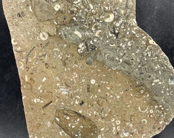 Devonian Fossil Packstone: Large Face Polished Specimen, Packed With Crinoids, Corals, and More