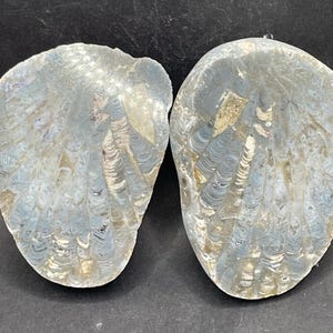 Charlevoix Stone - Favosite Coral Fossil - Cut and Polishes Specimen with Natural Exterior - Agatized Interior - Devonian Period