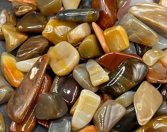 Petrified Wood: Polished Chips and Pebbles - Arizona Rainbow, Wyoming, Southern Utah, 6oz