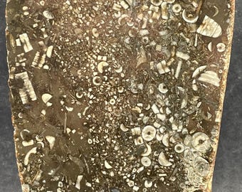 Devonian Packstone Fossil: Polished Specimen Filled With Crinoids and More