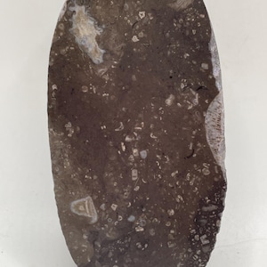 Conglomerate Fossil Soup - Face Polished Specimen With Natural Exterior - Crinoids, Corals in Basalt Matrixes - 250-400 MYO