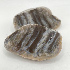 Fósil de coral cuerno - Ejemplar tallado y pulido con exterior natural e interior agatizado - 250-400 millones de años de antigüedad - Incluye ambas mitades