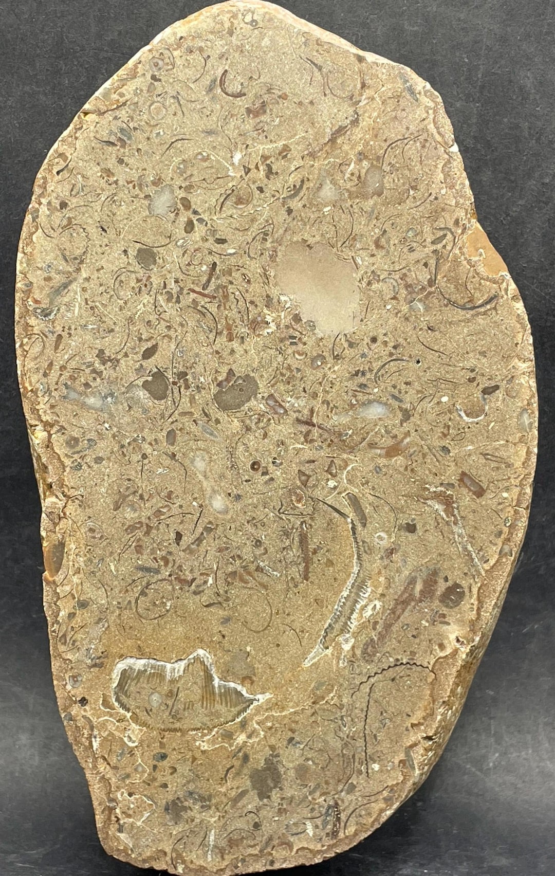 Large Devonian Fossil Packstone: Face Polished Specimen With Crinoids ...