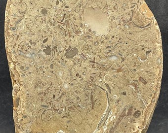 Large Devonian Fossil Packstone: Face Polished Specimen With Crinoids, Corals, Brachiopods, and More