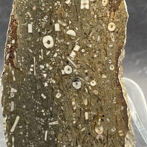 May include: A polished, semi-circular slab of fossiliferous limestone featuring a dense matrix of tan and brown earth tones. The surface is embedded with numerous white, cream, and beige fossilized fragments, including small crinoid stems and shell pieces.