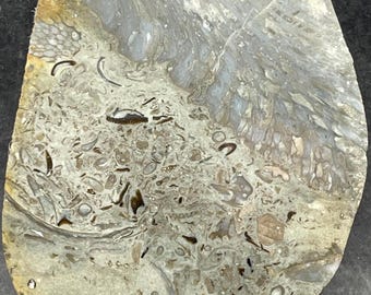 Rugosa Horn Coral Fossil: Polished Agatized Specimen From Lake Erie