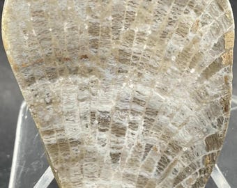 Charlevoix Stone Slab: Polished Honeycomb Favosite Coral Fossil