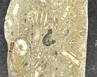 Devonian Fossil Packstone: Face Polished Specimen With Crinoids, Corals, and More