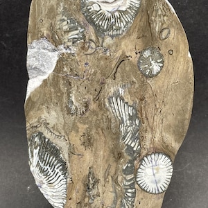 Hornkoralle Fossil - Natürliche Außenseite in Kalkgestein - 250-400 Millionen Jahre alt