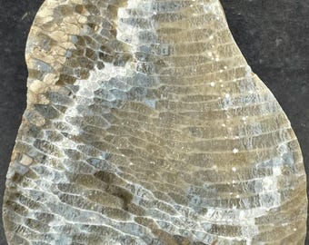 Favosite Honeycomb Coral Fossil, Charlevoix Stone: Face Polished Specimen