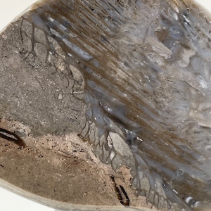 Horn Coral Fossil - One Side Polished Specimen With Natural Back - 250-400 Million Years Old