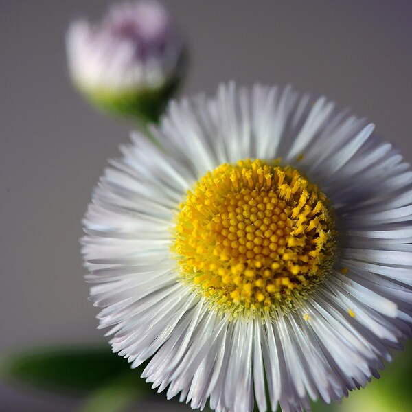 White Daisy Fleabane Macro Image, Digital Photography, Wall Art, Wildflowers, White Flowers, Floral Prints, Fine Art, Nature Photography