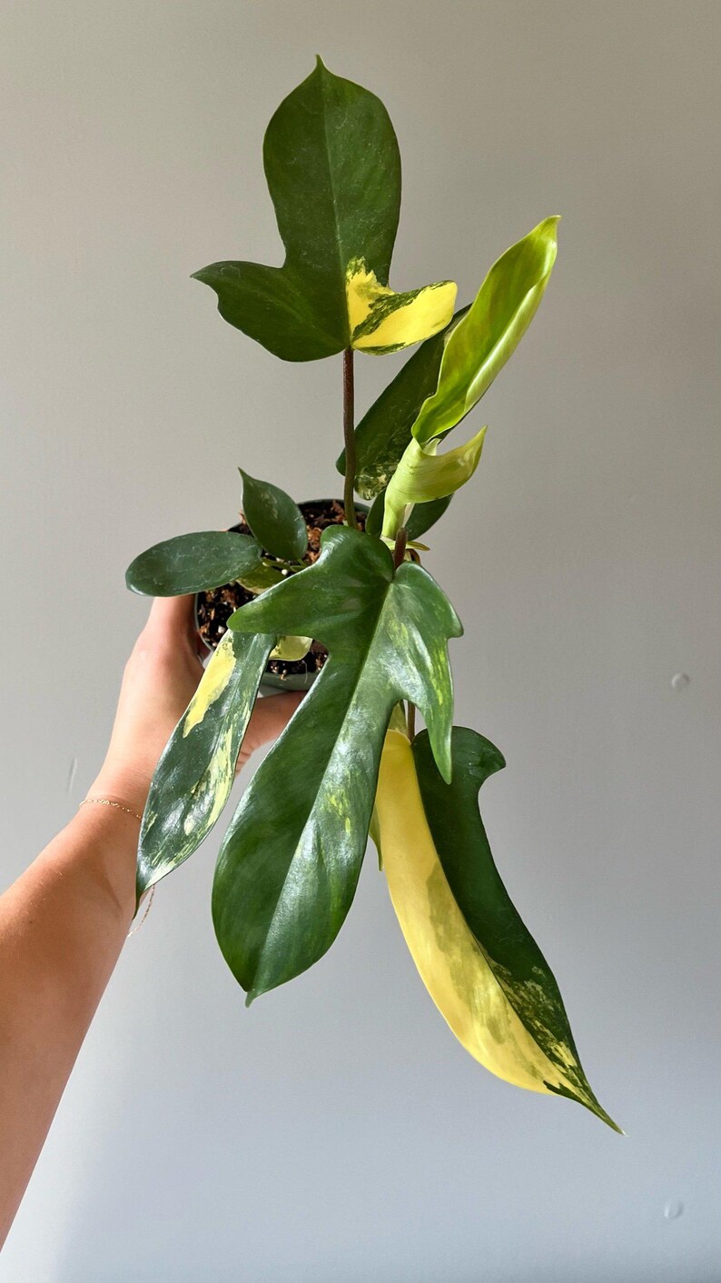 Philodendron 'florida Sunrise' Etsy