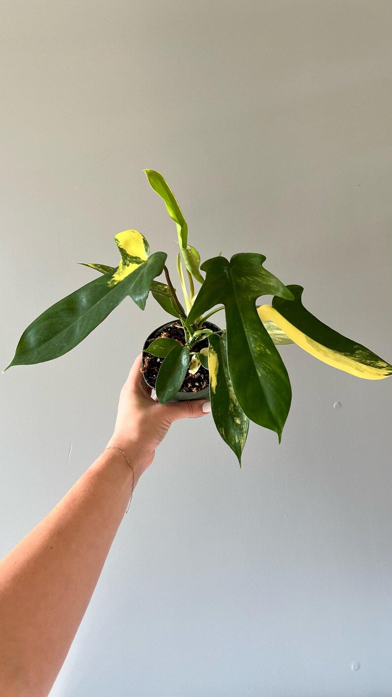 Philodendron 'florida Sunrise' Etsy