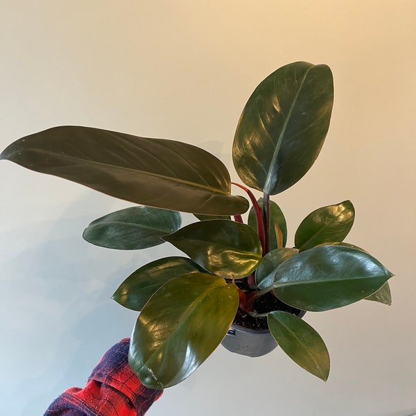 6” Philodendron Red Congo