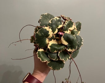 3" Saxifraga Stolonifera 'Variegated Strawberry Begonia'
