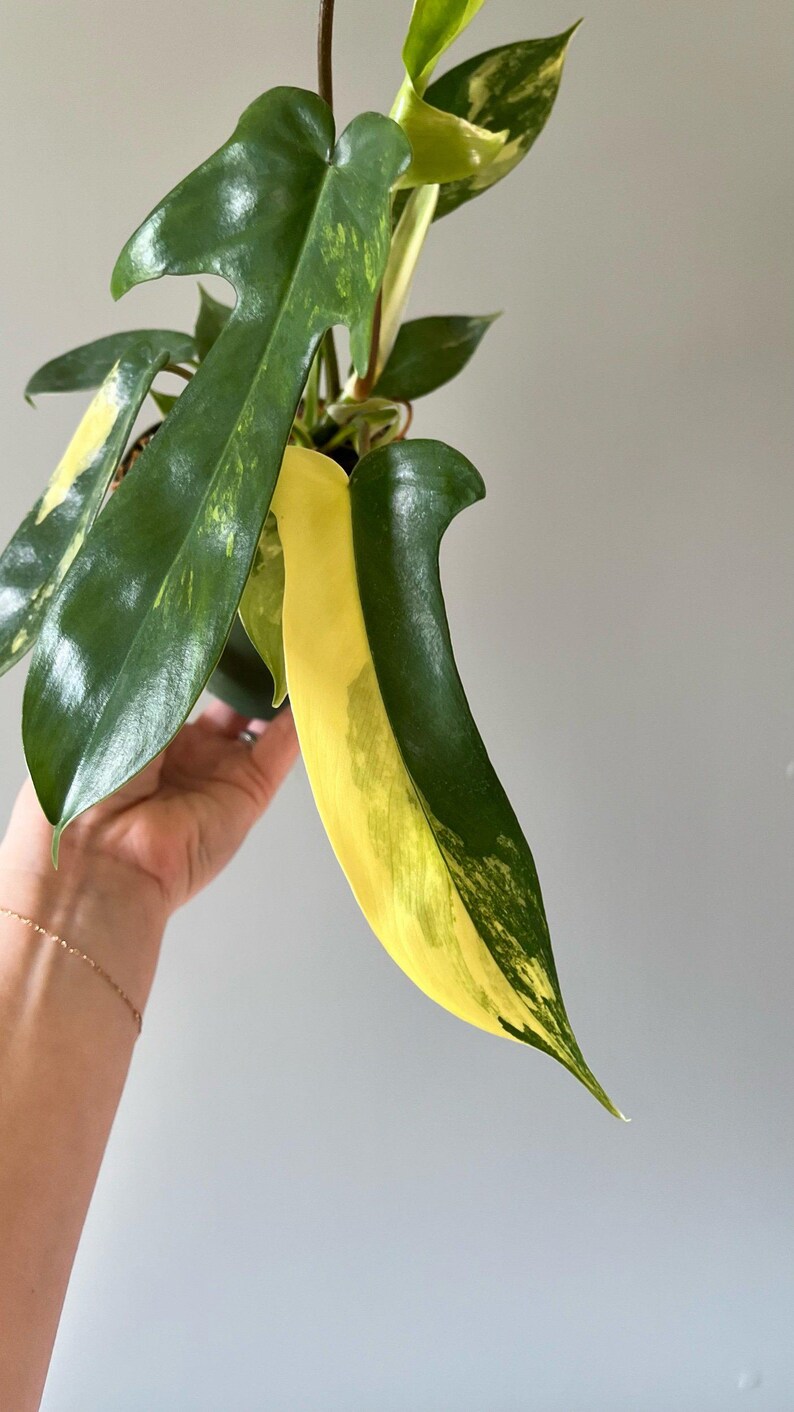 Philodendron 'florida Sunrise' Etsy