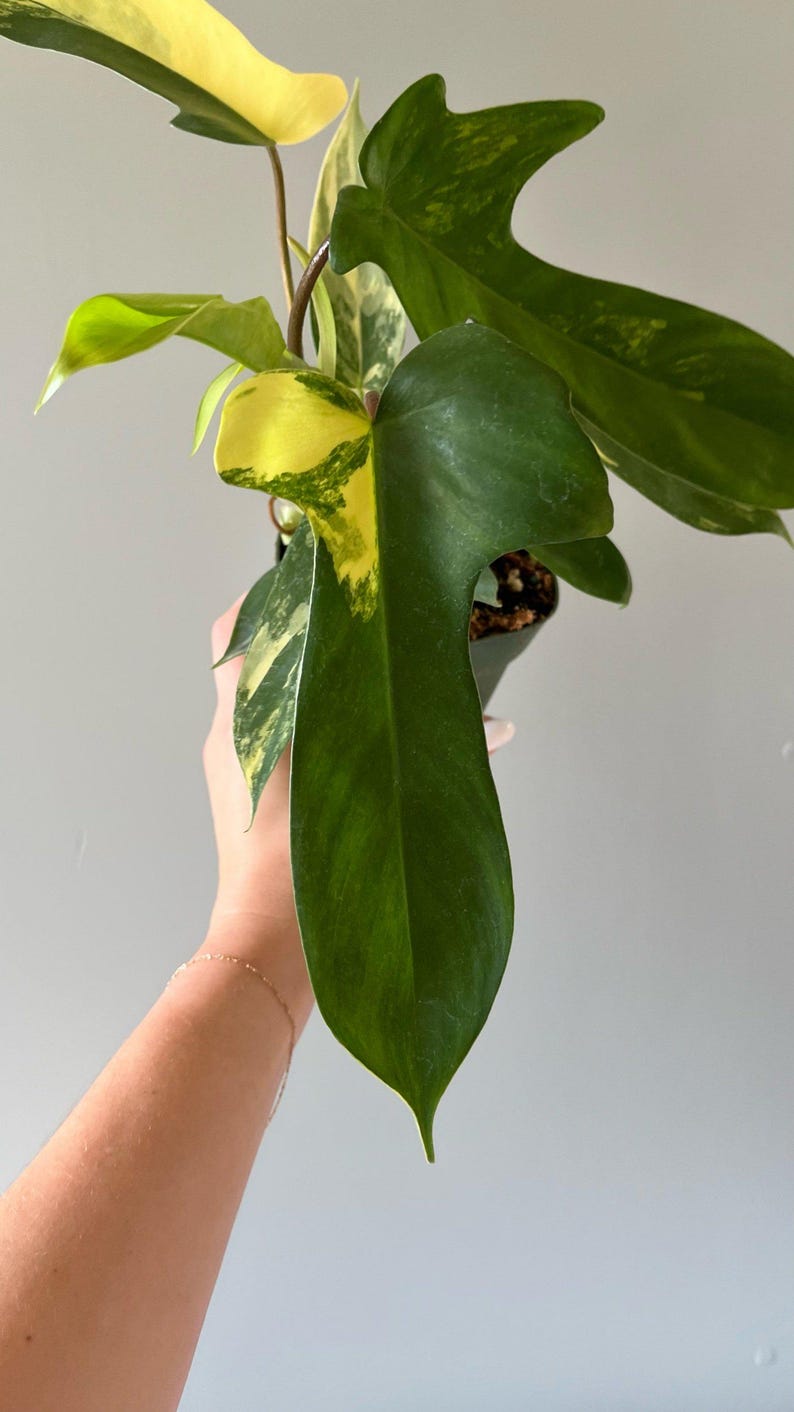 Philodendron 'florida Sunrise' Etsy