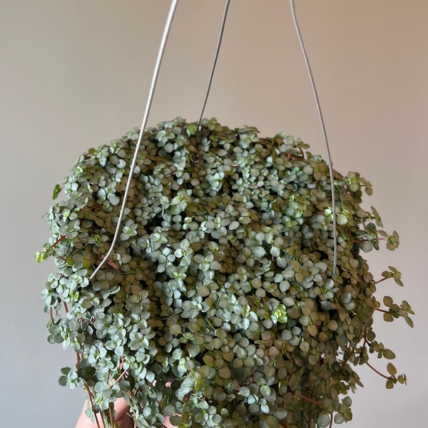 6" Pilea Glauca 'Baby Tears' Hanging Basket