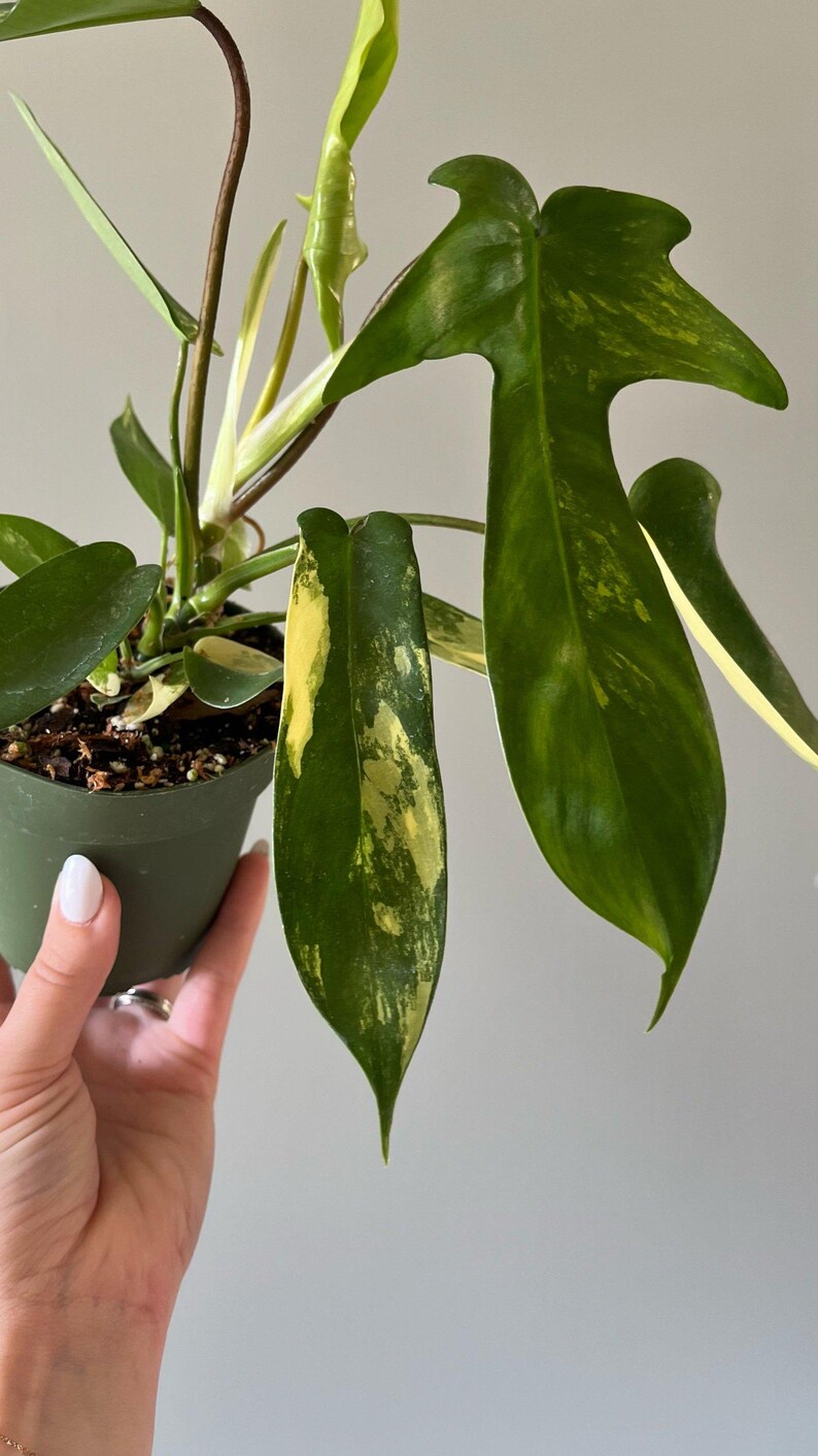 Philodendron 'florida Sunrise' Etsy